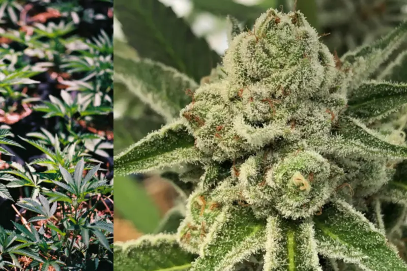 Flores y sala de cultivo